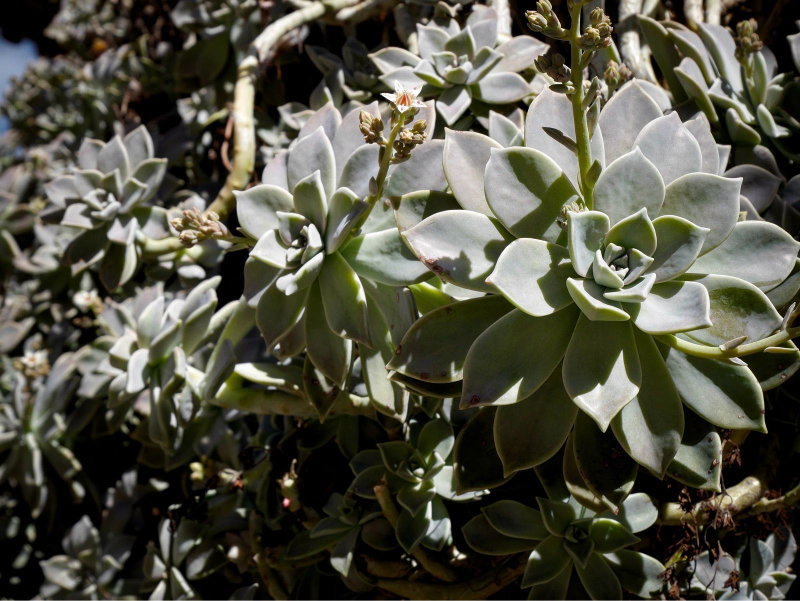 Full size image for Volcanos