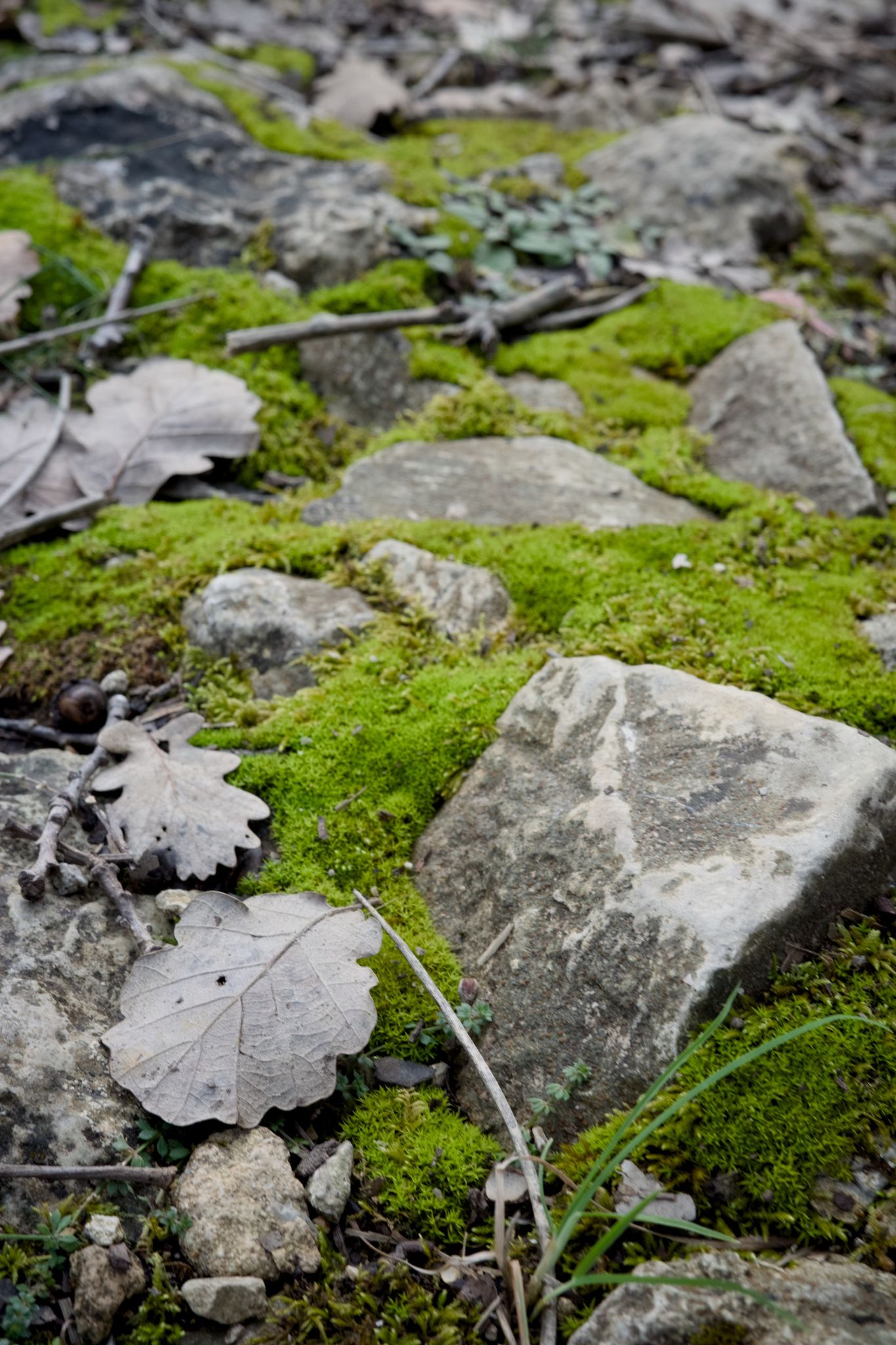 Preview image for la Font du Pommier