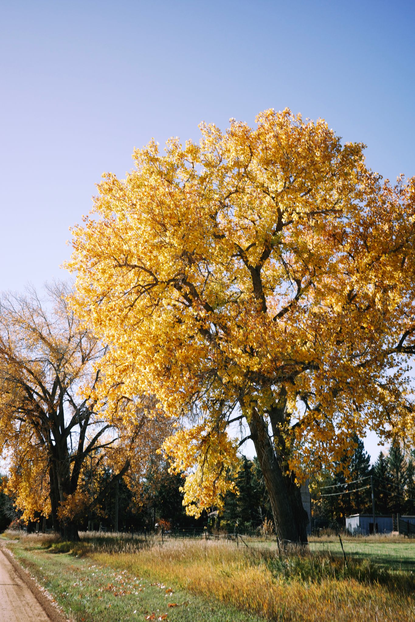 Preview image for Apple Cider Sally 100k Audax