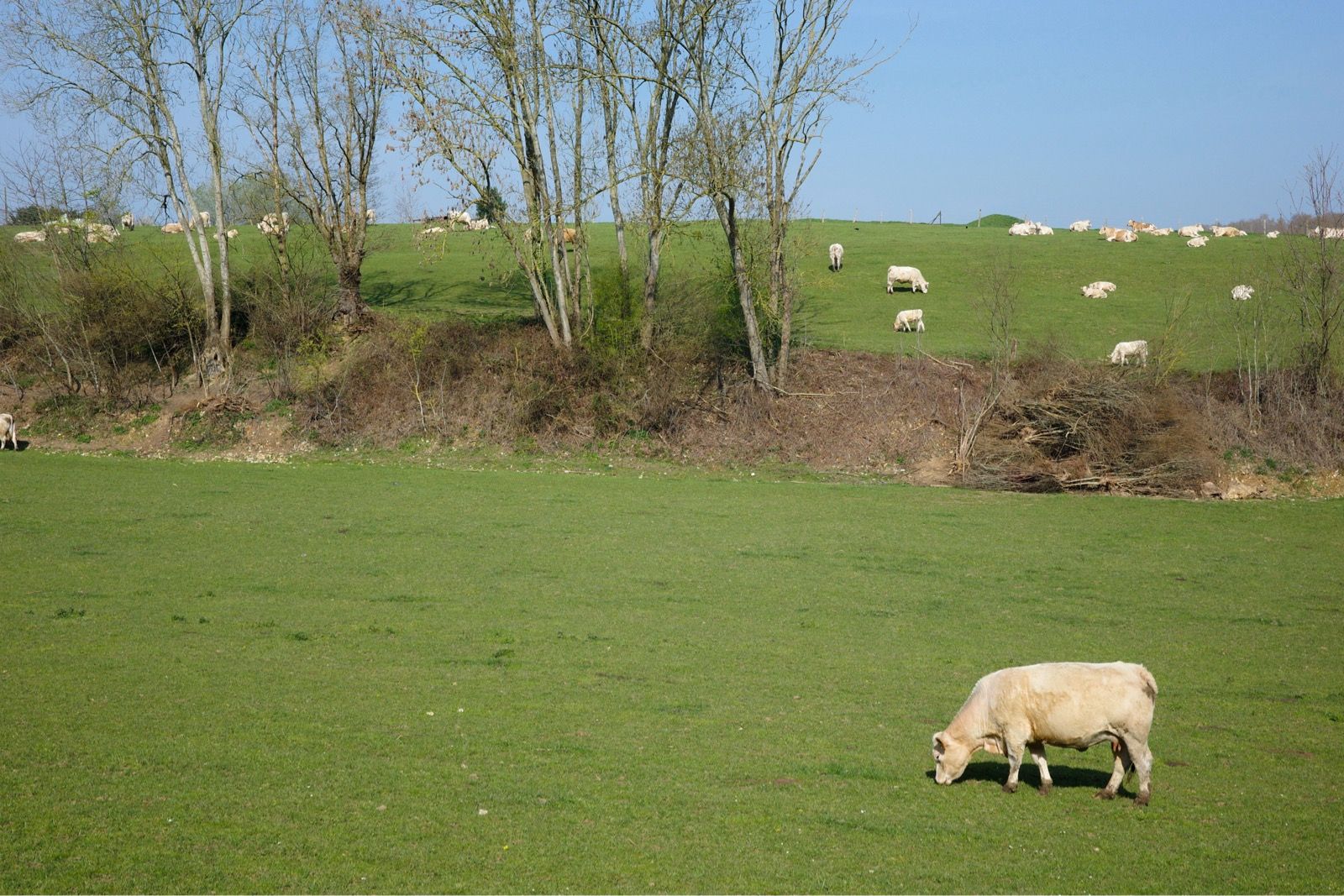 Preview image for VCMB Normandy 300k.