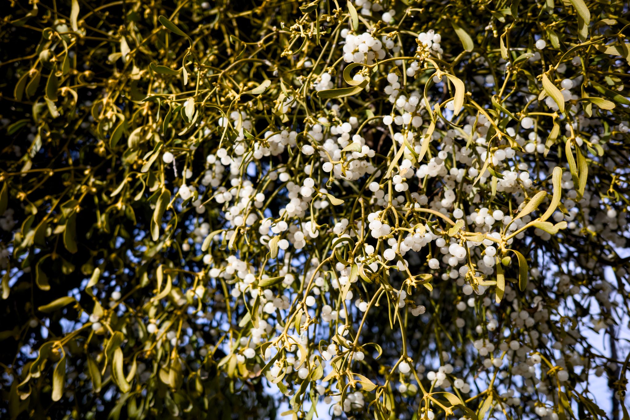 Full size image for Mistletoe, Lavender