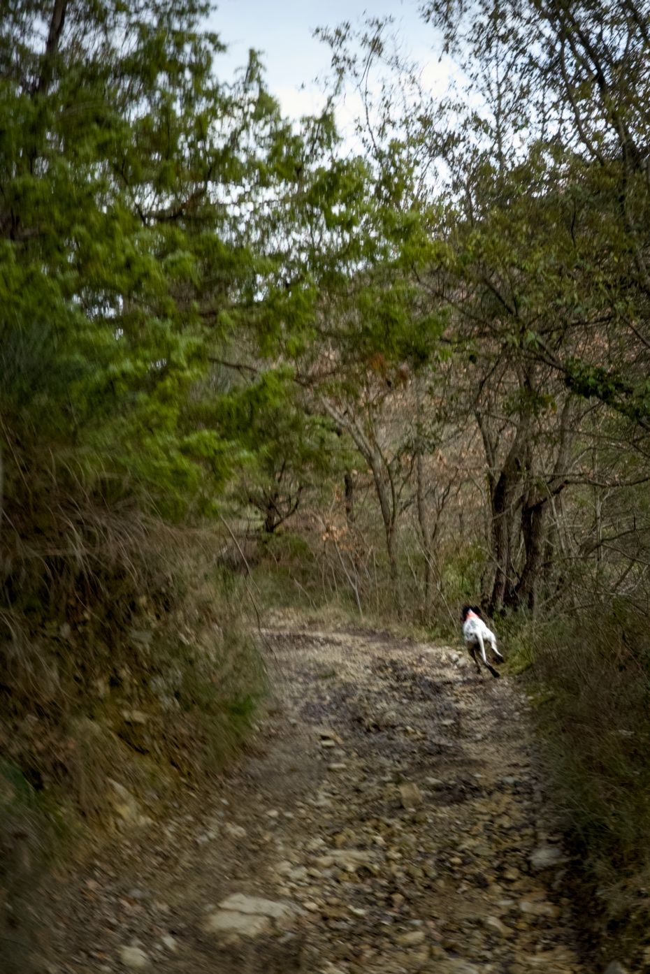 Full size image for la Font du Pommier