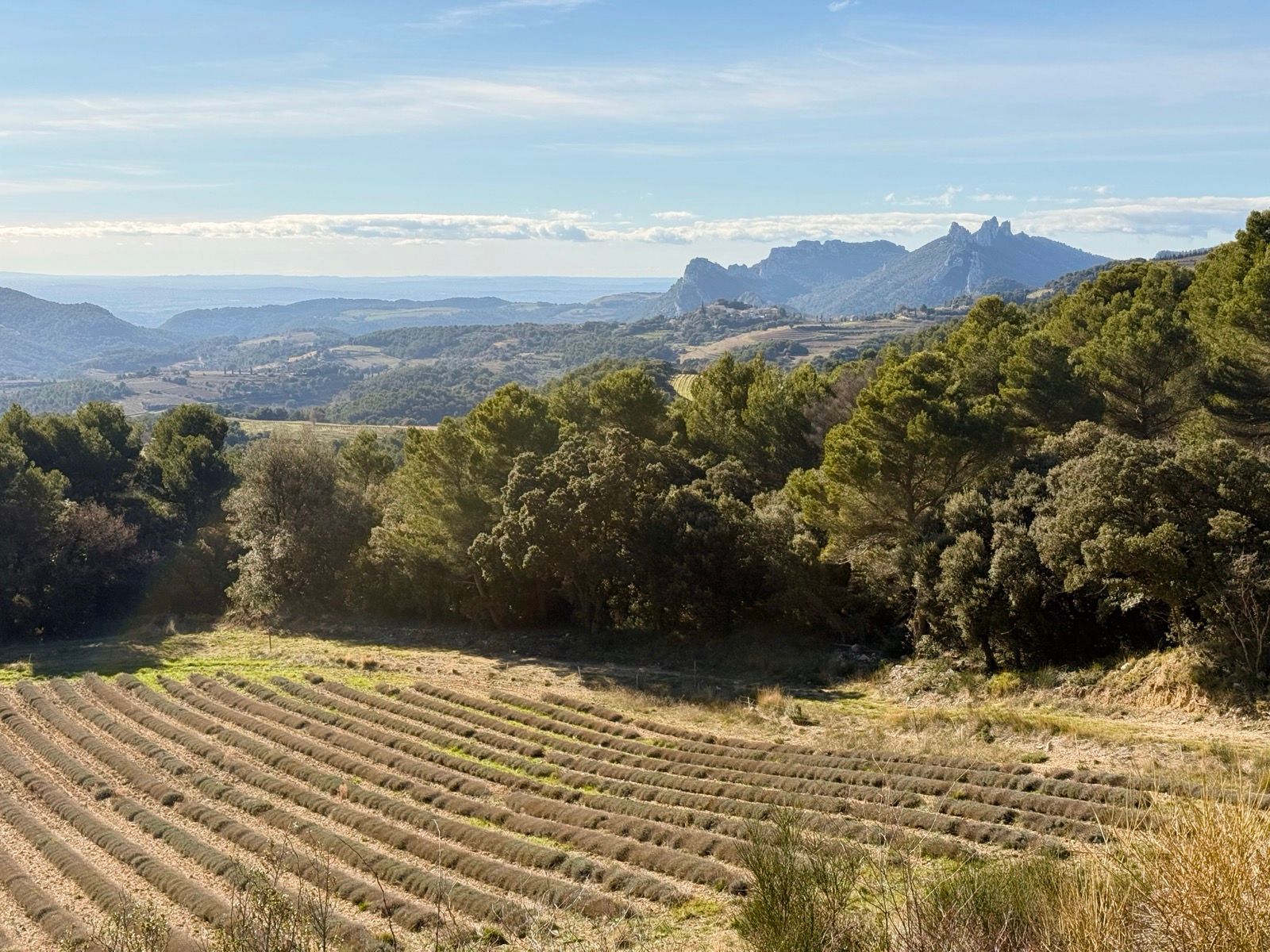 Preview image for Fire Danger: Low. Very low.