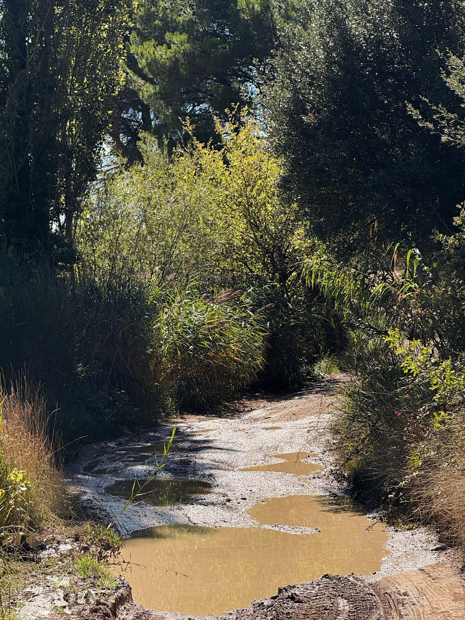Full size image for Dentelles, Gigondas, gravel.